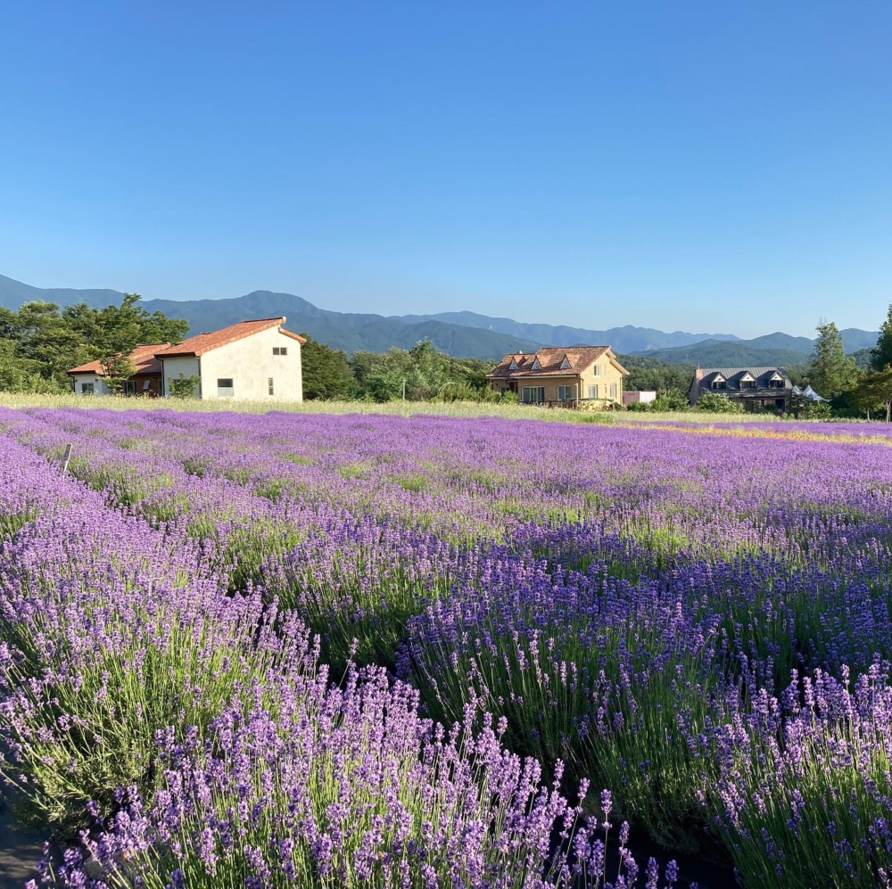HANI憑獨有的異國情調而被稱為「小普羅旺斯」。