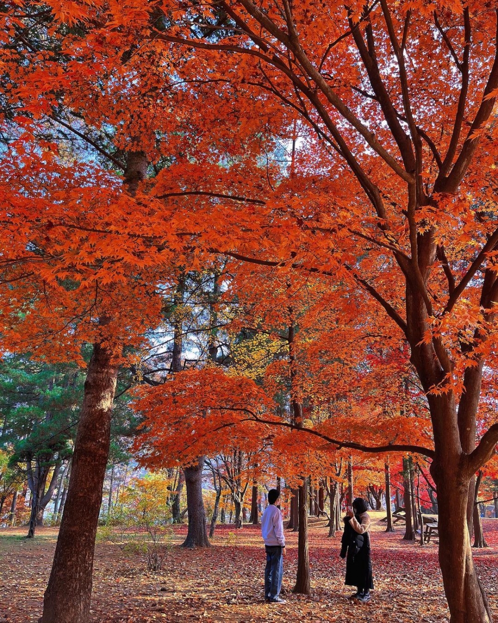 南怡島嘅秋天景色係公認嘅美景！