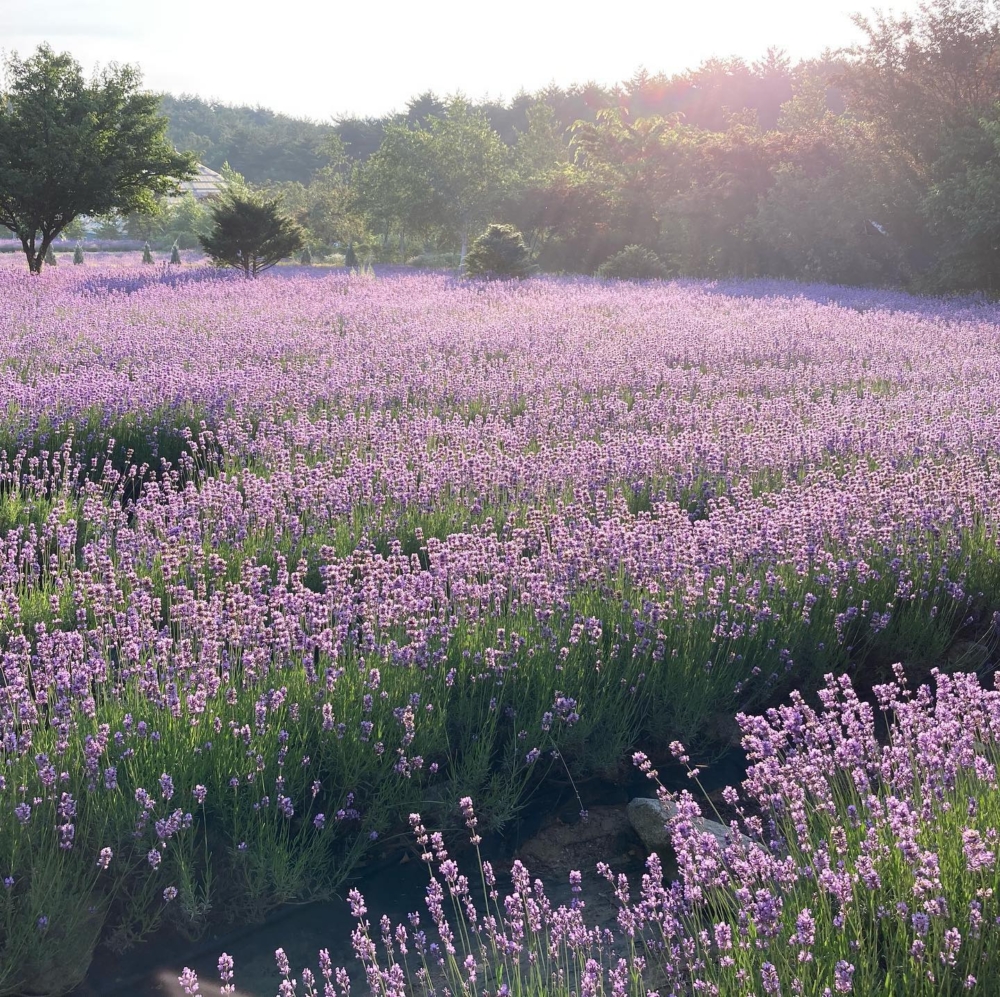 江原道位於首爾近郊，從首爾出發需約3小時的車程～