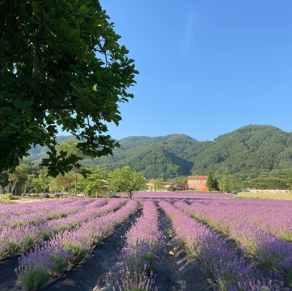 HANI農場每年6月都可以飽覽到一望無際的薰衣草花海！