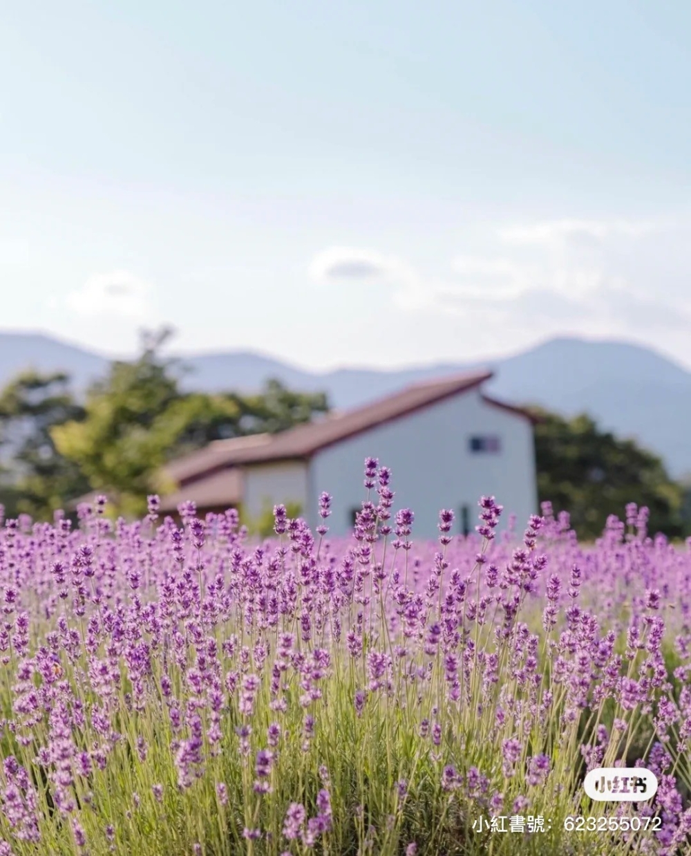 HANI薰衣草農場係韓國最具代表性觀賞薰衣草的景點！