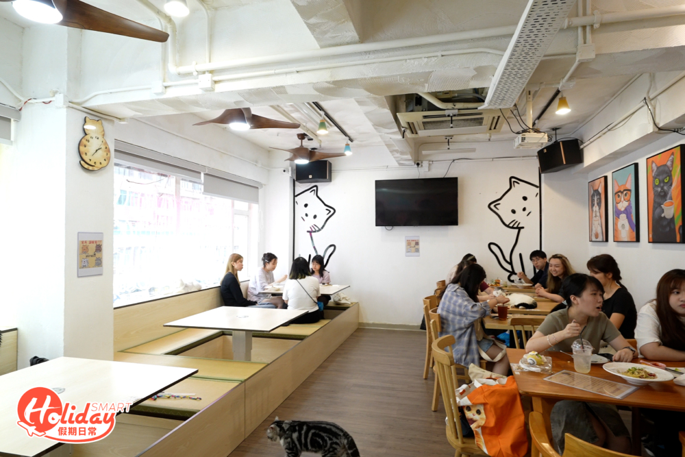 旺角新開貓Cafe「多毛 Many Mo」佔地1,000呎。