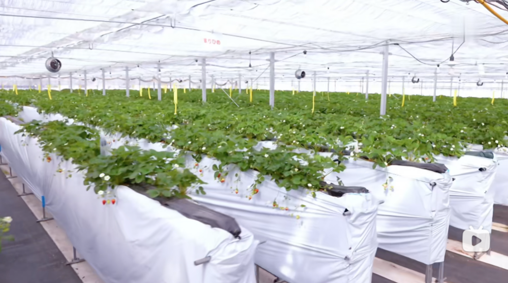 士多啤梨任摘放題