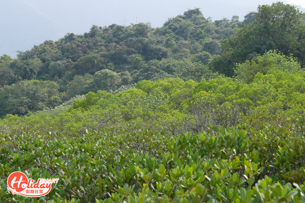 繞島走一圈，更會發現茂密紅樹林及綠悠悠的大草地。