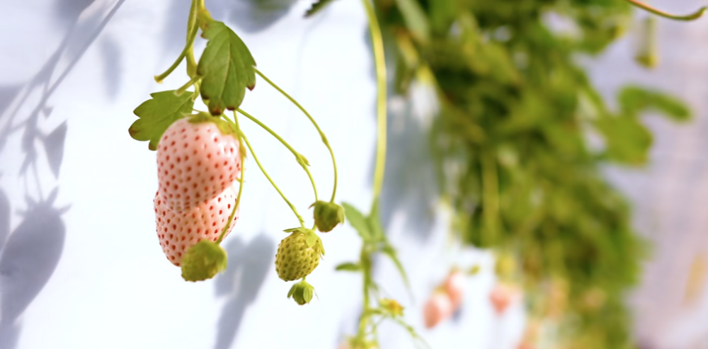 30分鐘任摘放題可以摘到粉紅色、白色等貴價士多啤梨