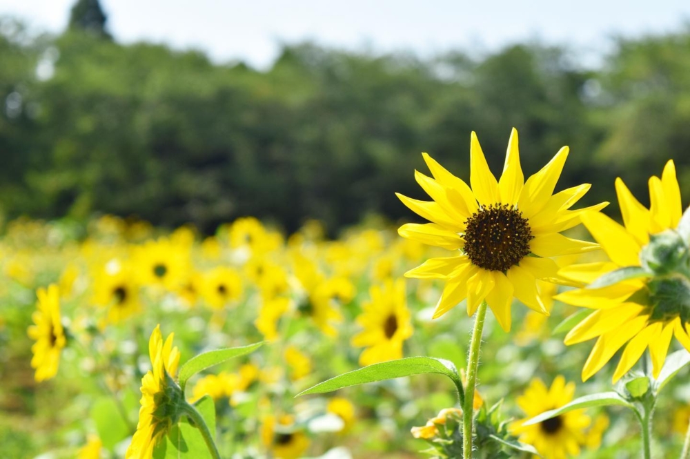 牧場內設有兩種高度不同的向日葵區域~