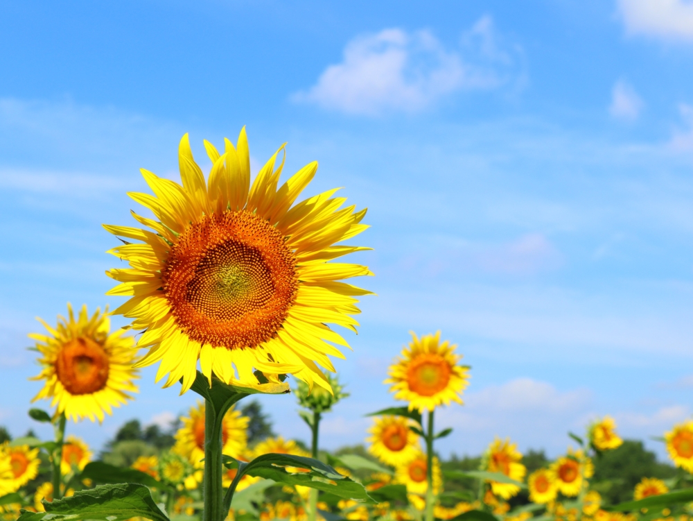 國營昭和紀念公園。