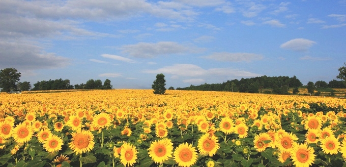 北龍町向日葵之里。
