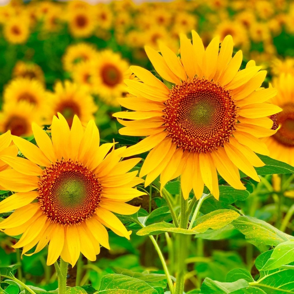 每年7月至8月係日本向日葵的最佳賞花季節~