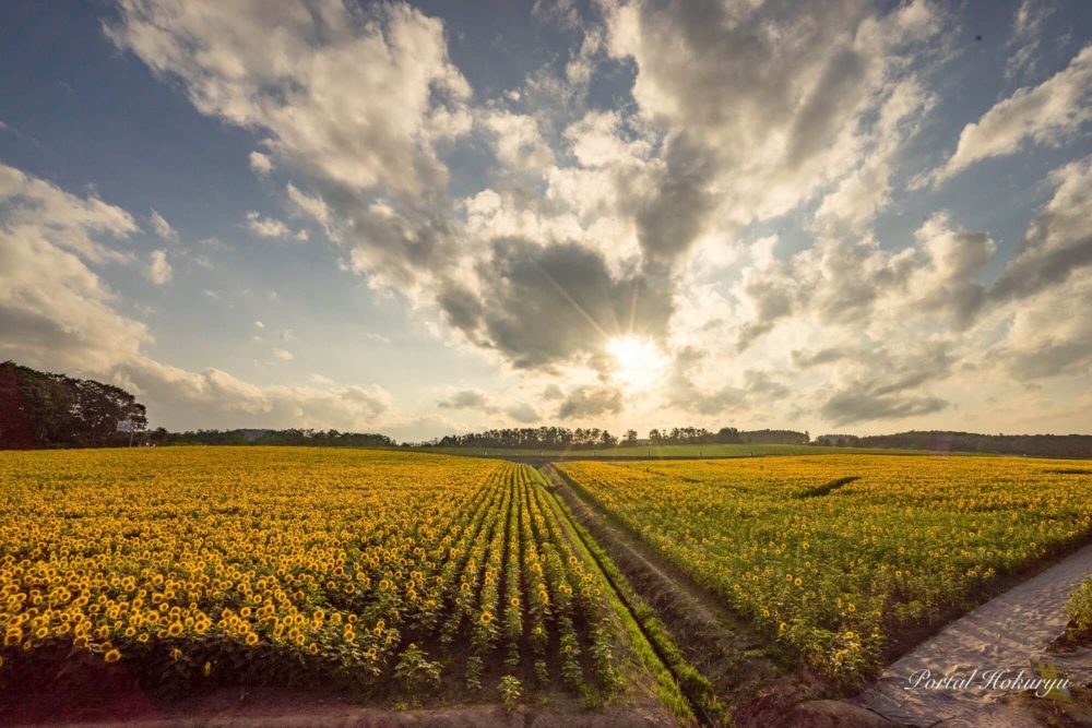 種植了約30種向日葵!