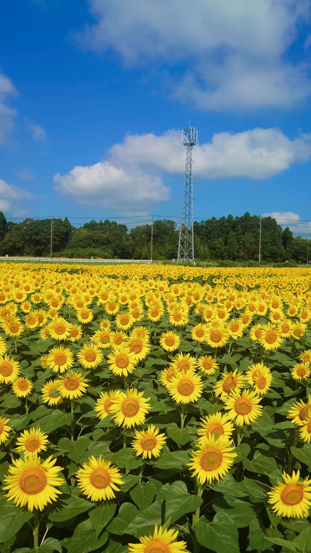 種植了超過10萬株向日葵~