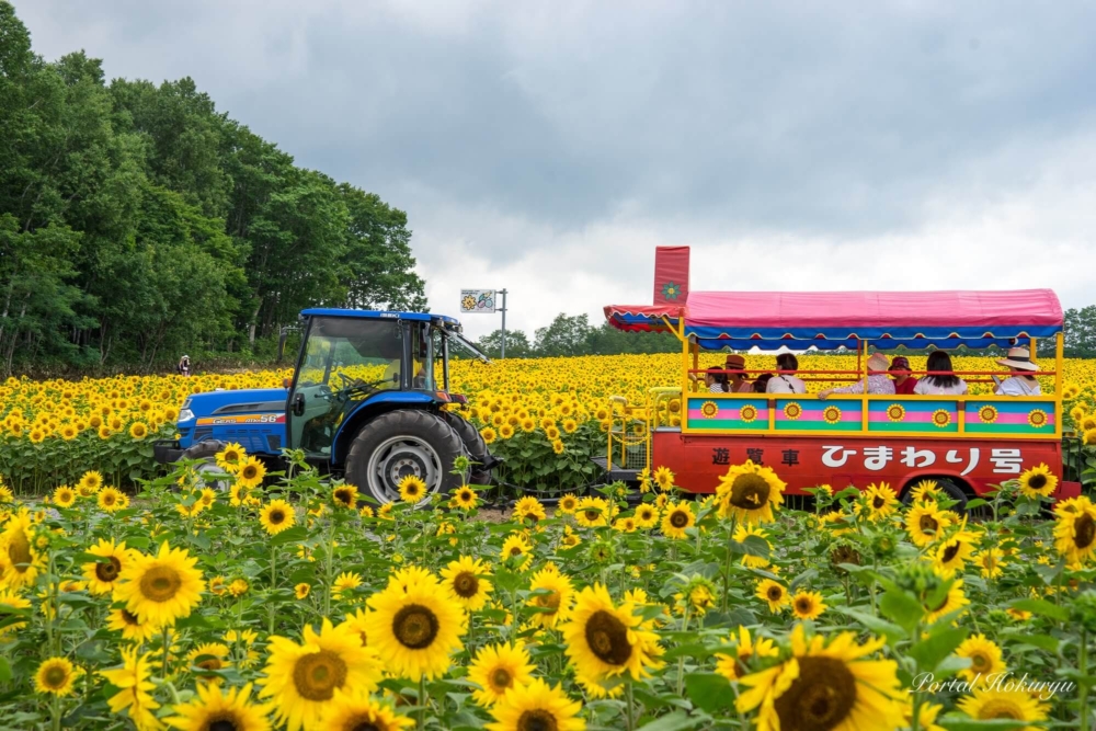 遊客可以乘搭遊園車沿途觀賞向日葵花田~