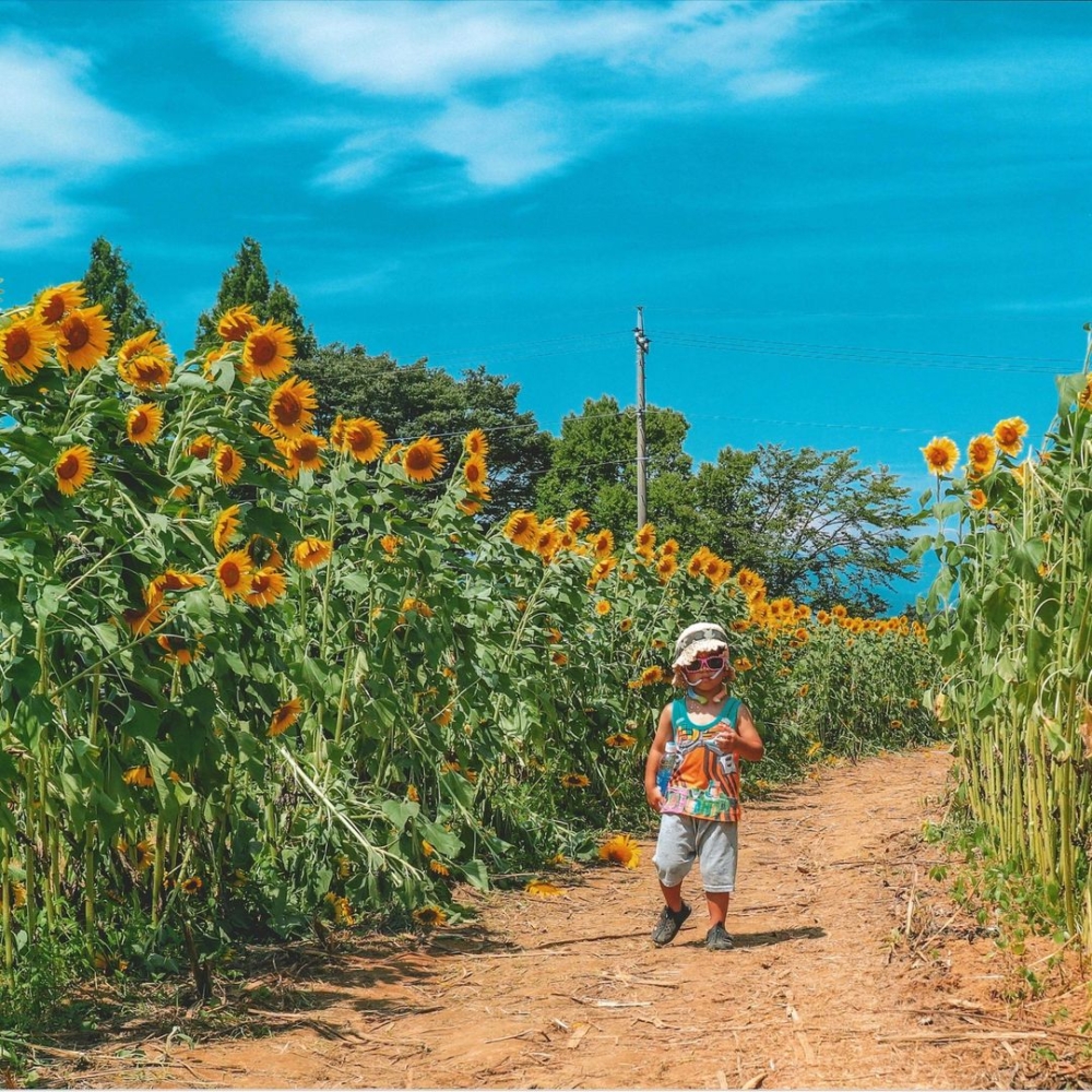 向日葵祭除了賞花,仲有舉辦攝影比賽~