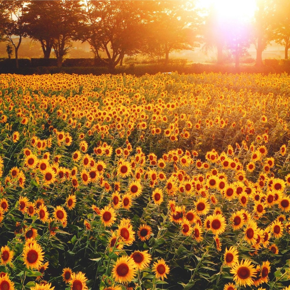 種植了約55萬株向日葵!