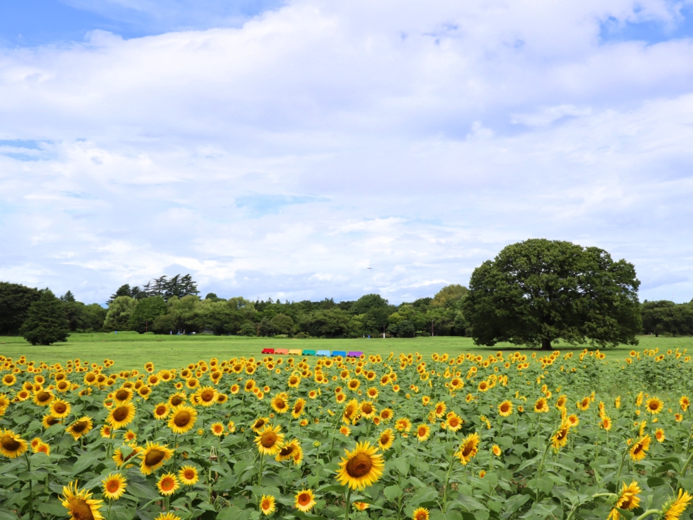 向日葵花田之間有多條小路徑~