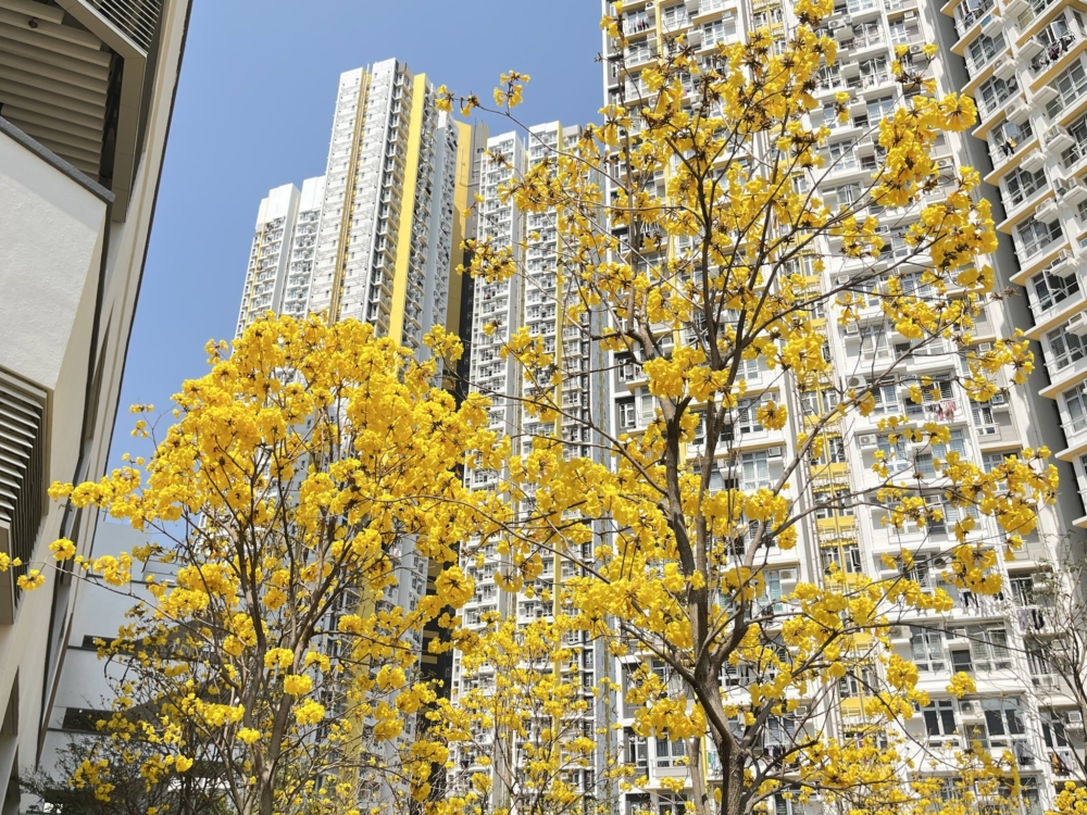 切記不要重複申請，同時申請人及名列於表內的家庭成員只能遞交一份申請表，否則申請一律作廢！