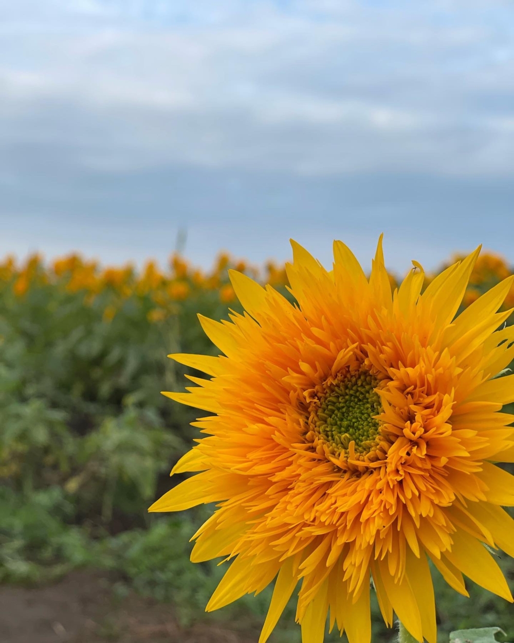 多層重瓣向日葵~