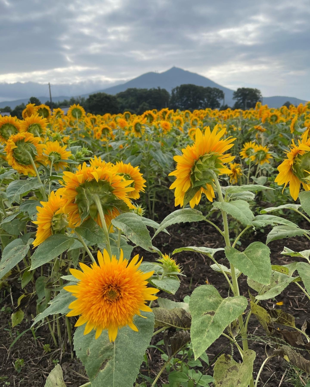 明野向日葵之里。