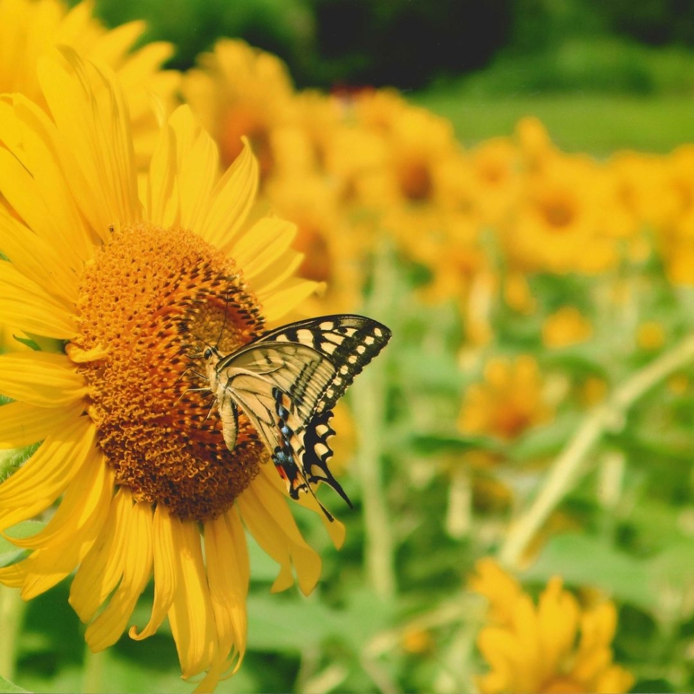 座間市向日葵祭。