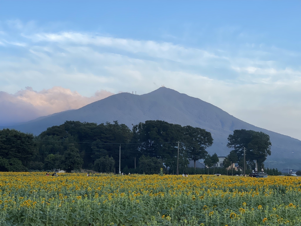 向日葵背面仲有筑波山的襯托!