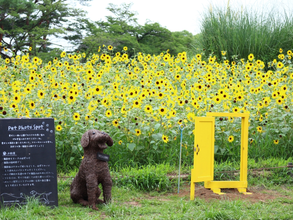 公園內設有向日葵打卡位!