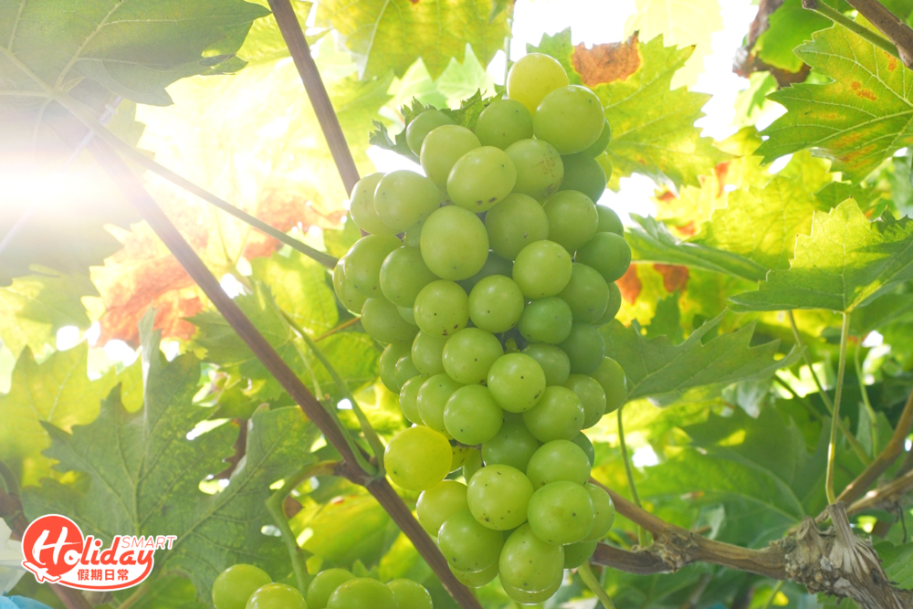 經果果園農夫指點，見到提子又大又圓，而且較為結實，就可以用手托著整串提子，再用剪刀於莖部剪下就可以。