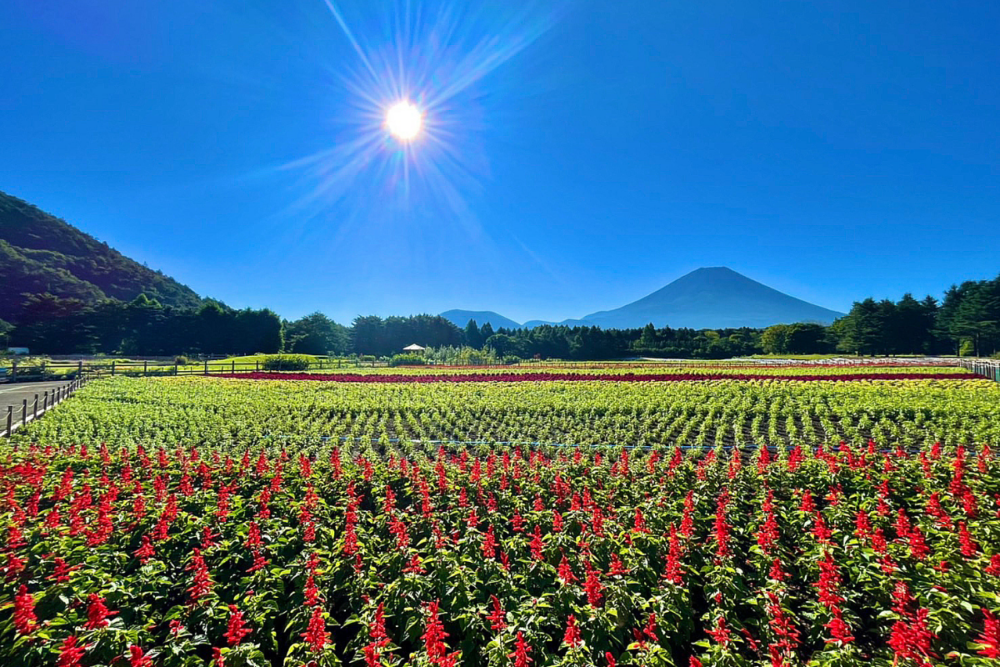 本栖湖渡假村 官網