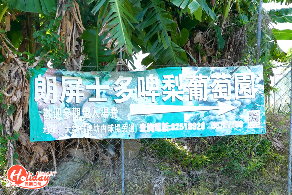 元朗這間果園，除了冬天大受歡迎的士多啤梨可採摘外，每到夏天就是提子的收成期。