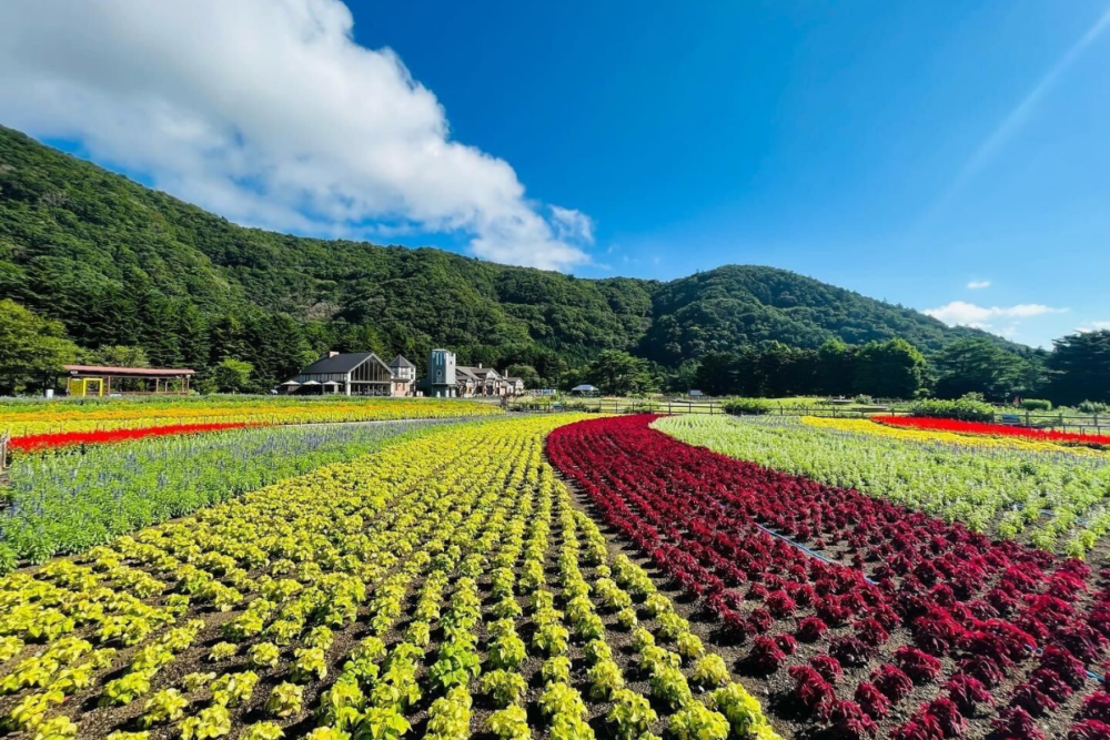 本栖湖渡假村 官網