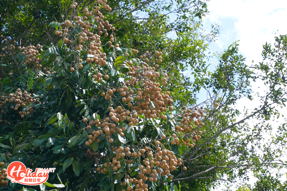 除了提子，園內還有西瓜、菠蘿、苦瓜、粟米及香甜的龍眼供大家採摘