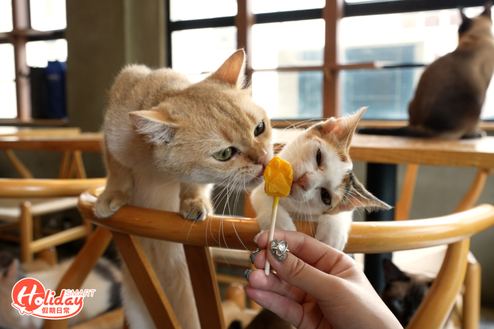 大家可餵食冰棒與肉泥吸引他們的注意。