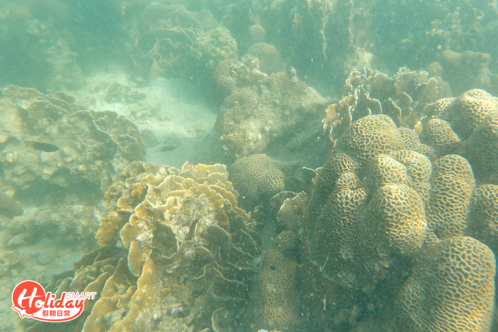 這遍珊瑚區的珊瑚都偏巨型,在陽光下水底十分清澈,很值得一看!