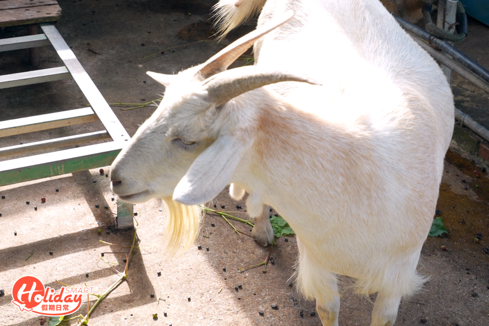 園內還有小羊及豬等動物，大家可購買飼料餵飼牠們。