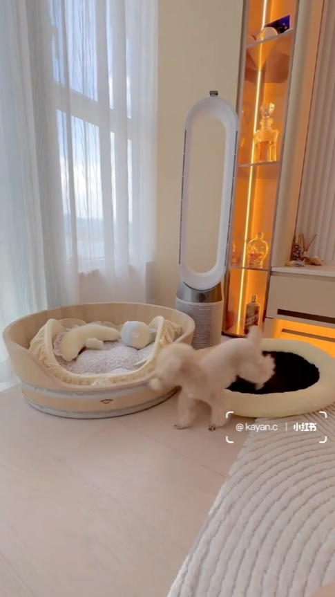 狗狗似乎十分滿意