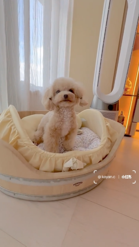 蔡嘉欣表示:「近期的hermes購物最有趣之一是狗窩...」