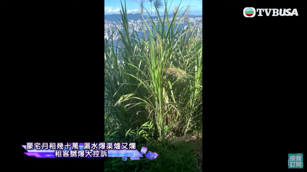 豪宅前面有生得高過1.8米嘅茅草,嚴重遮擋咗維港嘅景色