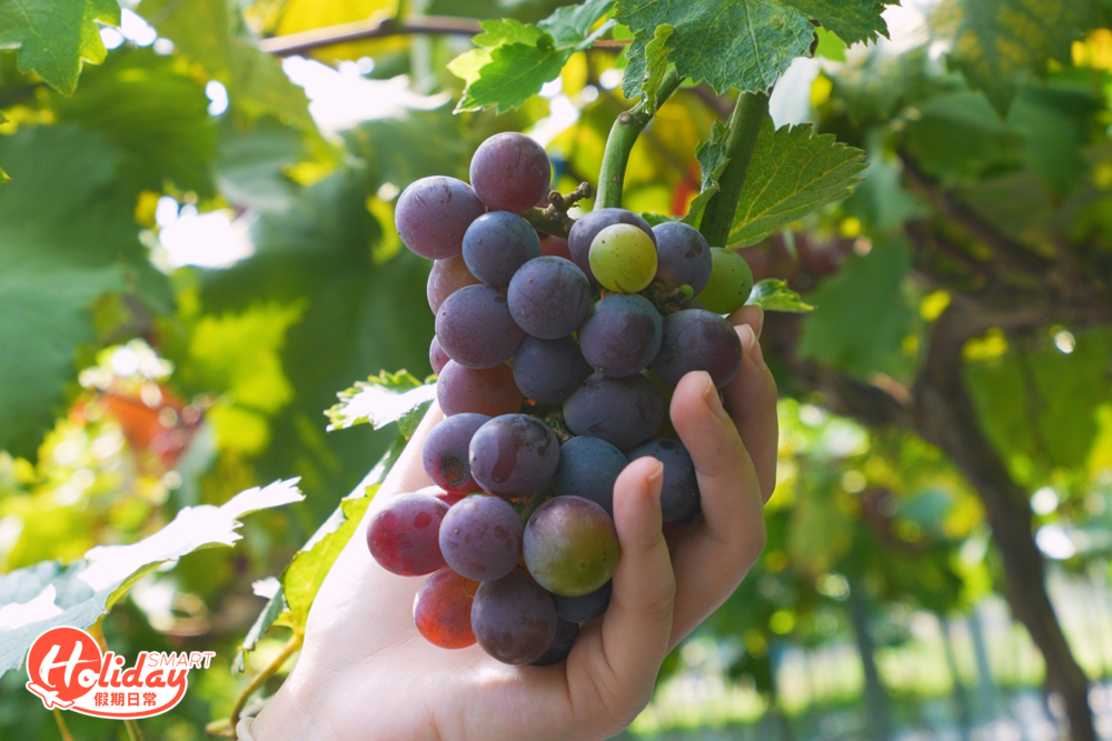 另外場內也有少量巨峰提子採摘，大家見到就不要錯過！