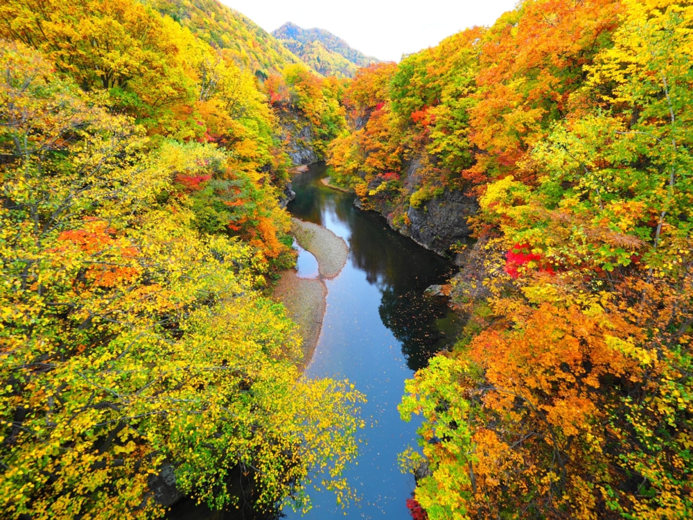 北海道部分地方於9月開始已出現紅葉～