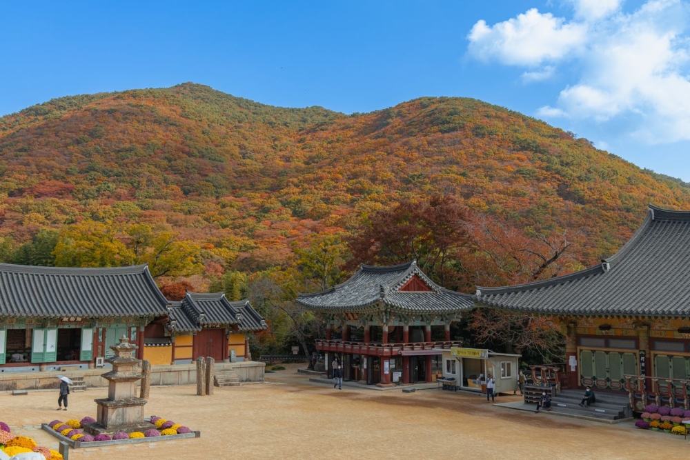 梵擁有幾百年歷史的魚寺係釜山最著名的賞楓景點!