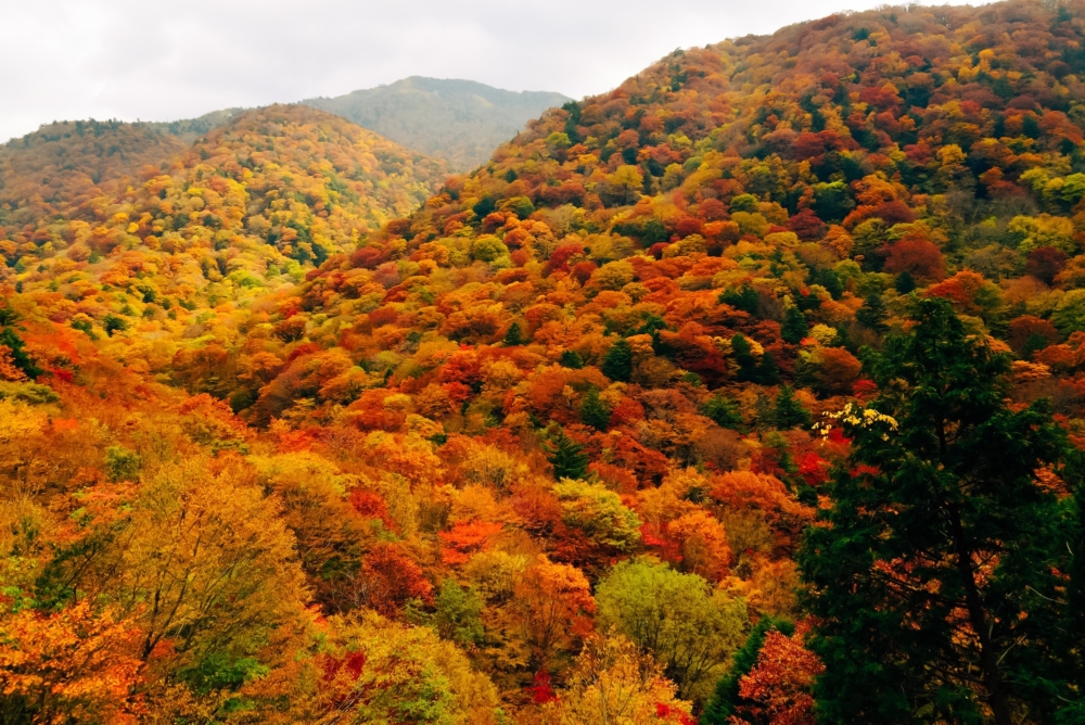 北海道的楓葉係全日本最早開始變色，而東京要到11月才有得睇！