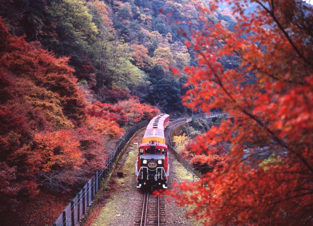 京都賞楓景點推介：嵐山_嵯峨野小火車