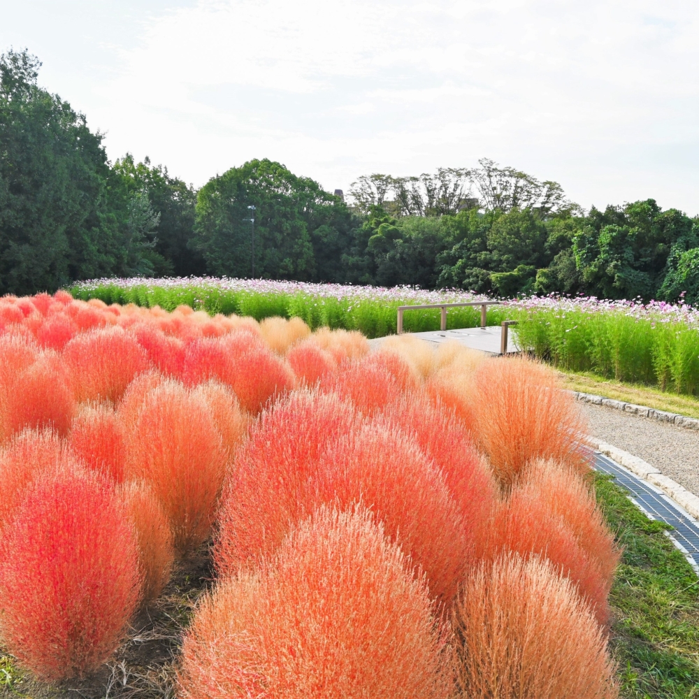 整齊排列著一隻隻的毛茸茸可愛小動物！