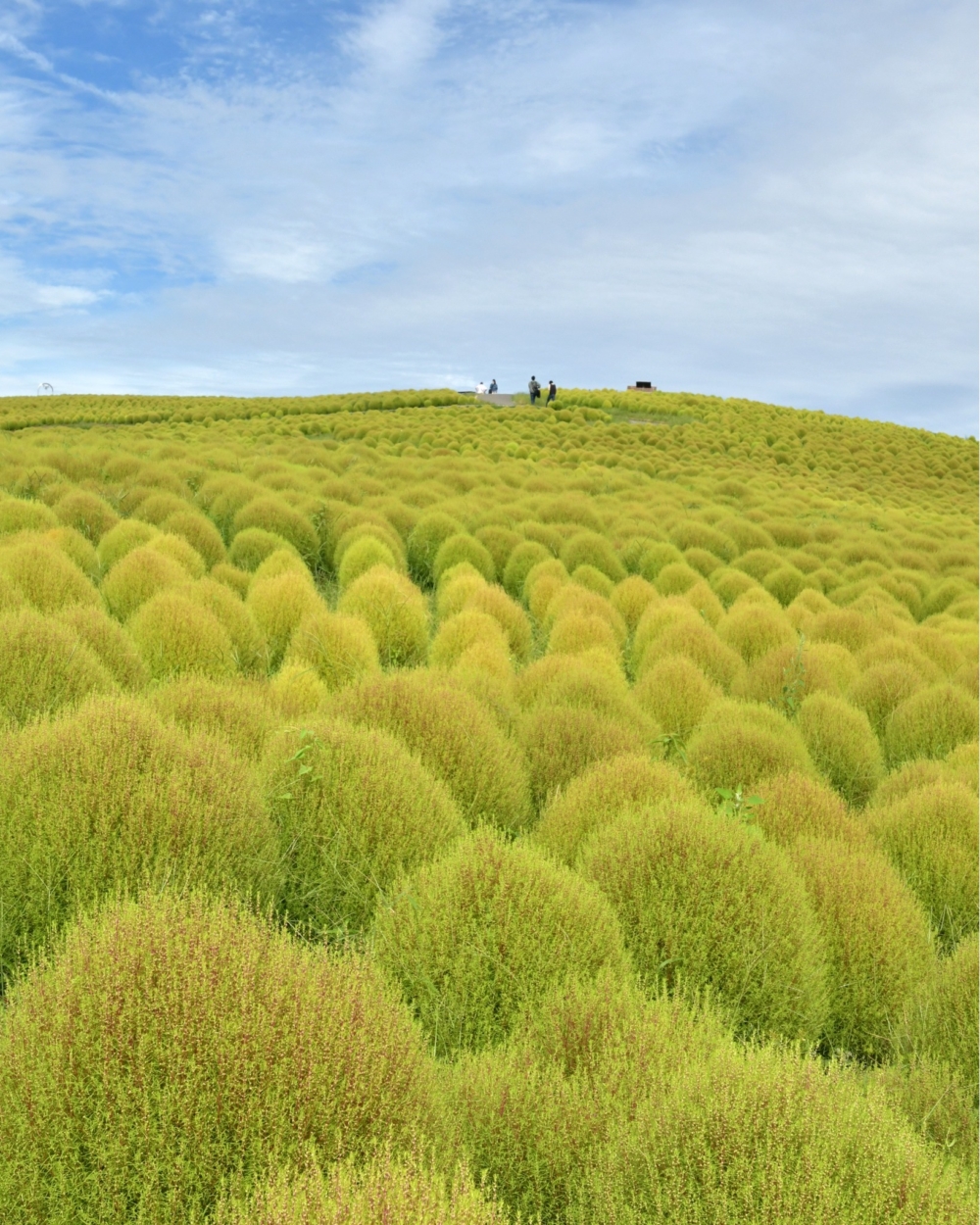 見晴之丘種植了逾3萬株的波波草!