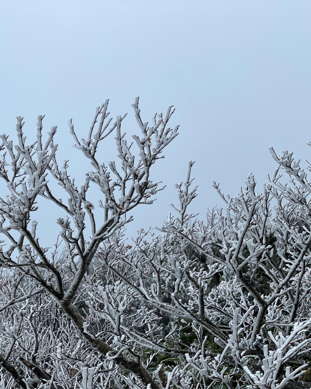 樹冰因霧及雲層冷卻至冰點以下，容易形成過不會結冰的冷水滴，水滴接觸到針葉樹凝結，並被積雪覆蓋而形成的自然景觀～