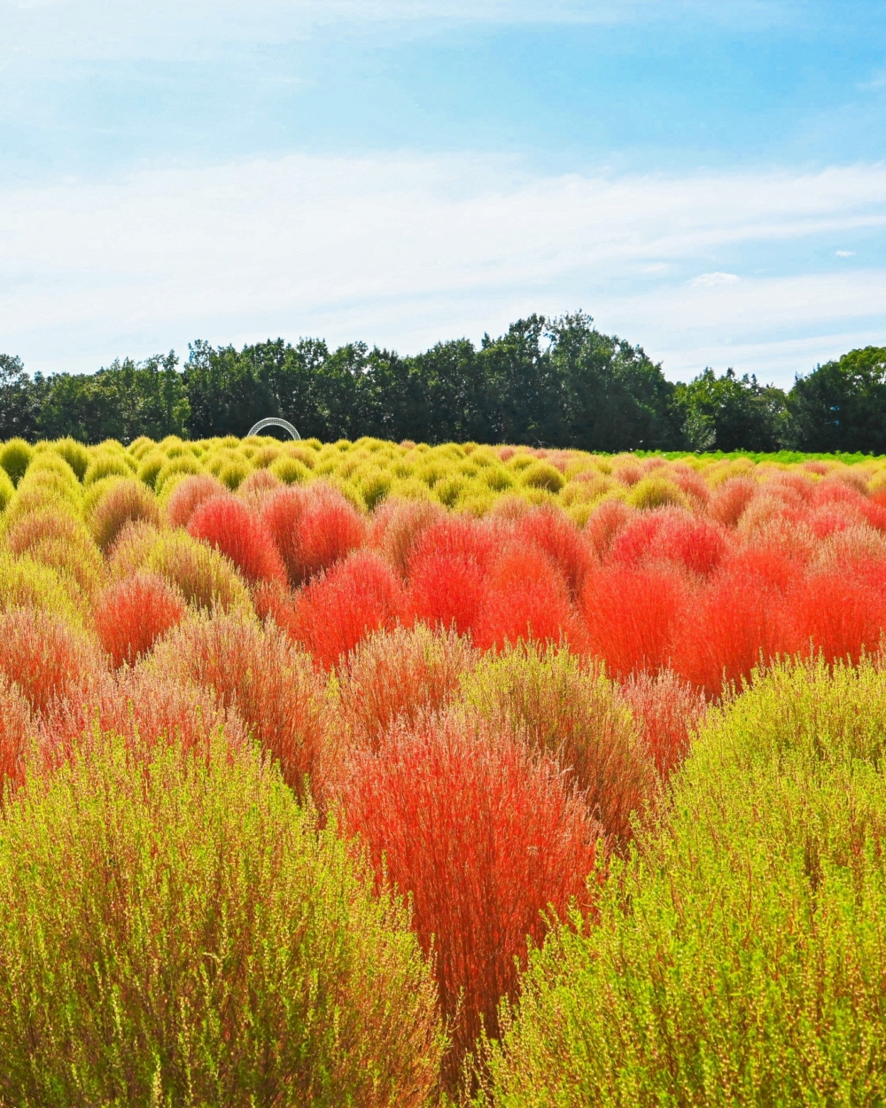 萬博紀念公園。