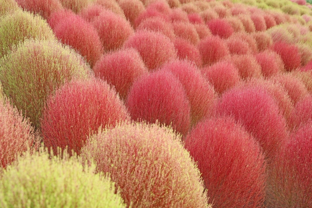 不同顏色的波波草！