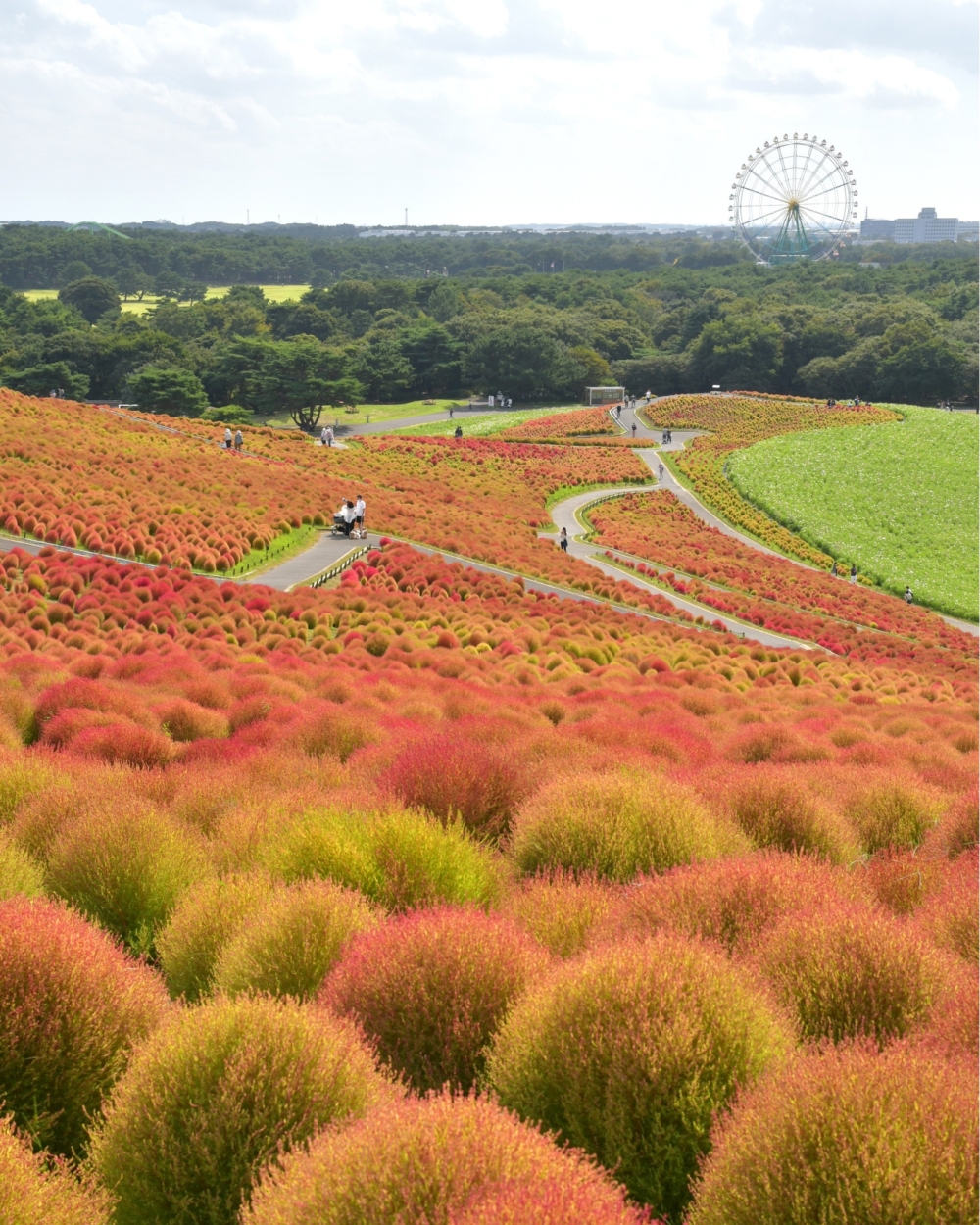 國營常陸海濱公園。