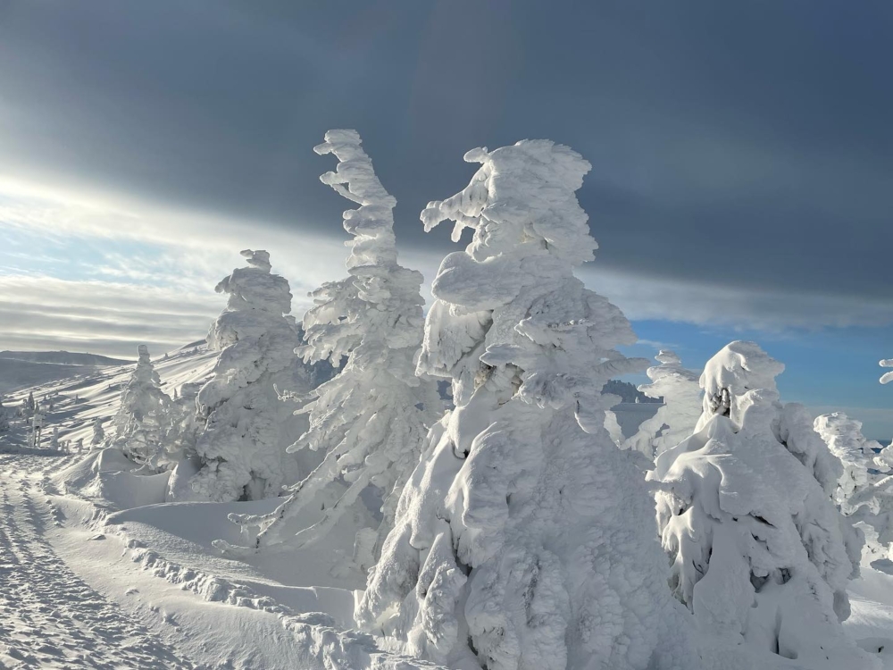 樹冰的最佳觀賞期係2月～