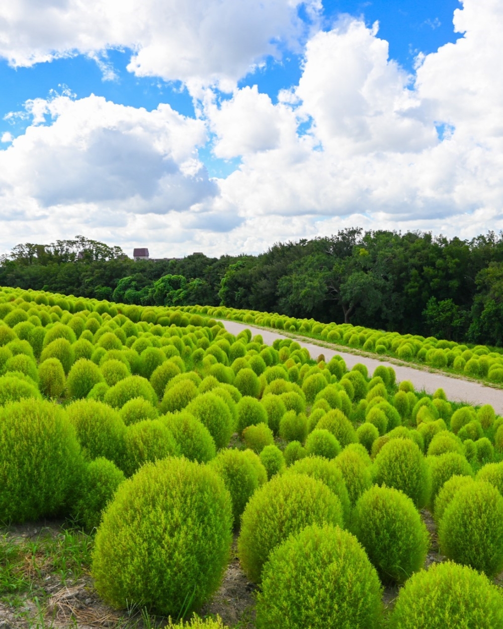 在自然文化園「花之丘」內種植了幾千株波波草！