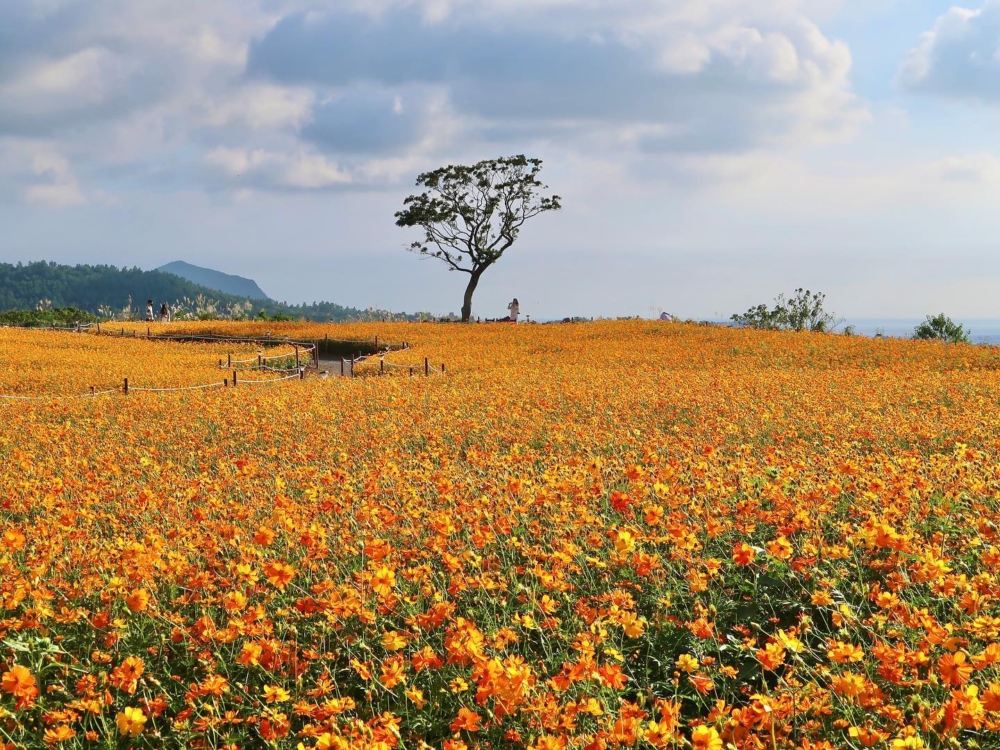 一望無際的波斯菊花海～